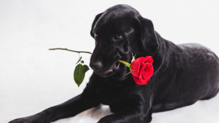 Conheça as doenças mais comuns em cães e gatos e a importância do plano funerário pet