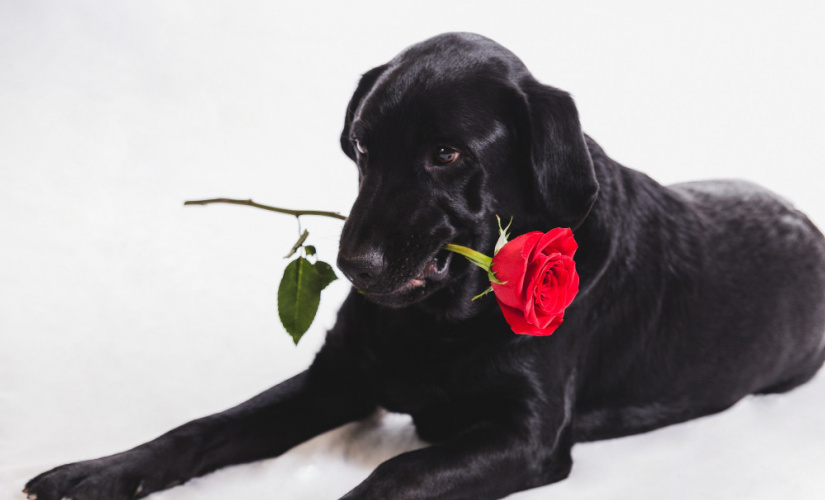 Conheça as doenças mais comuns em cães e gatos e a importância do plano funerário pet