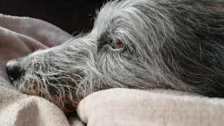 Cuidados com cachorro idoso: Conheça o plano pet