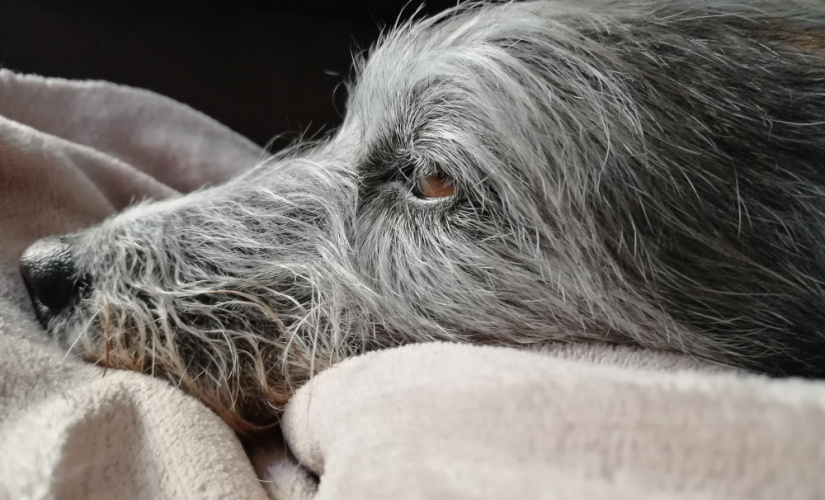 Cuidados com cachorro idoso: Conheça o plano pet